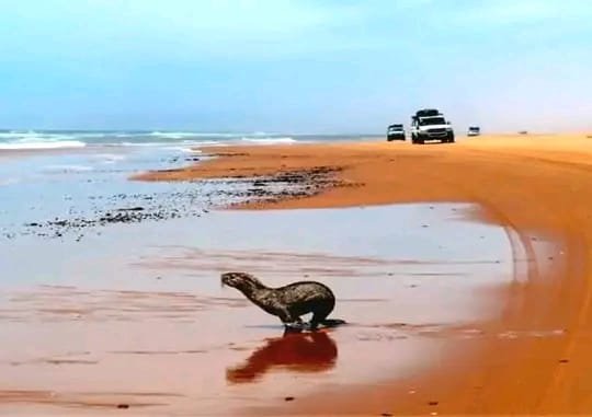Paisagem desértica e estrada costeira