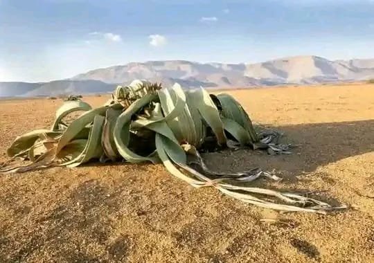 Welwitschia